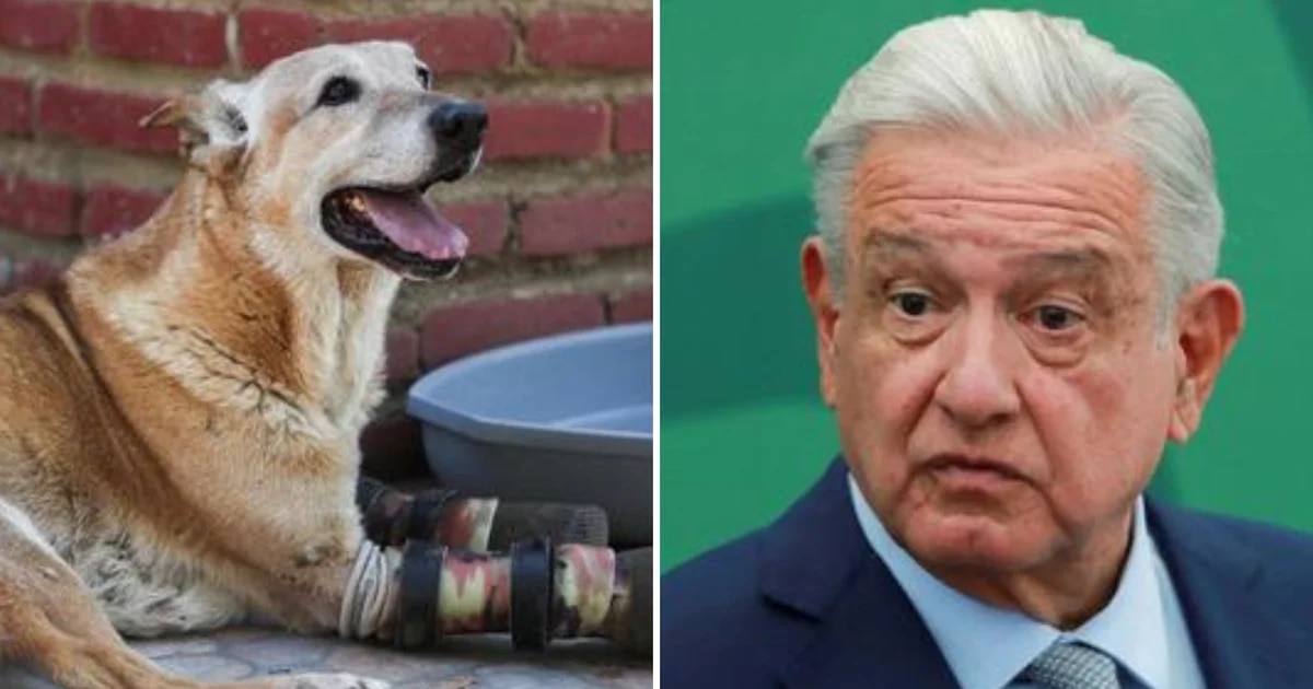 AMLO will present an initiative to commemorate a day of fair and humane treatment of animals
