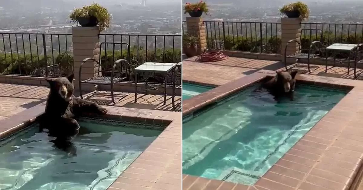  It was very hot!  Bear takes a dip in the jacuzzi of a house in California
