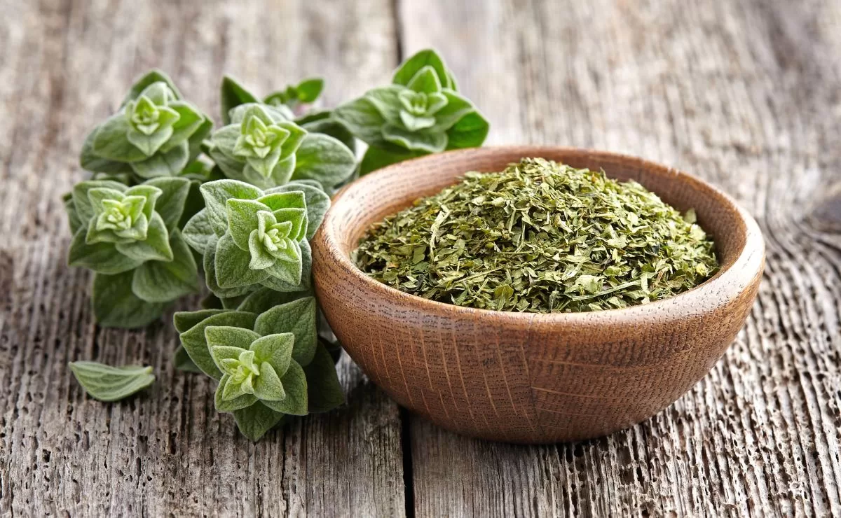 Discover the medicinal power of oregano, much more than a seasoning
