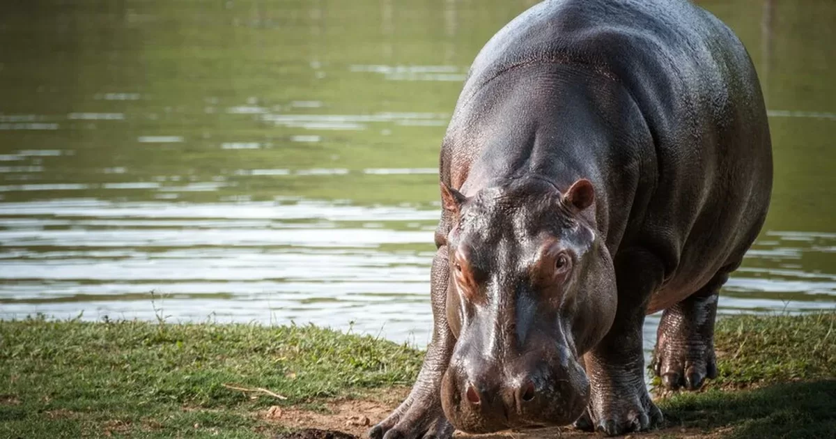 What to do with the hippos, export or euthanasia: the controversy between the governor of Antioquia and the Minister of the Environment continues
