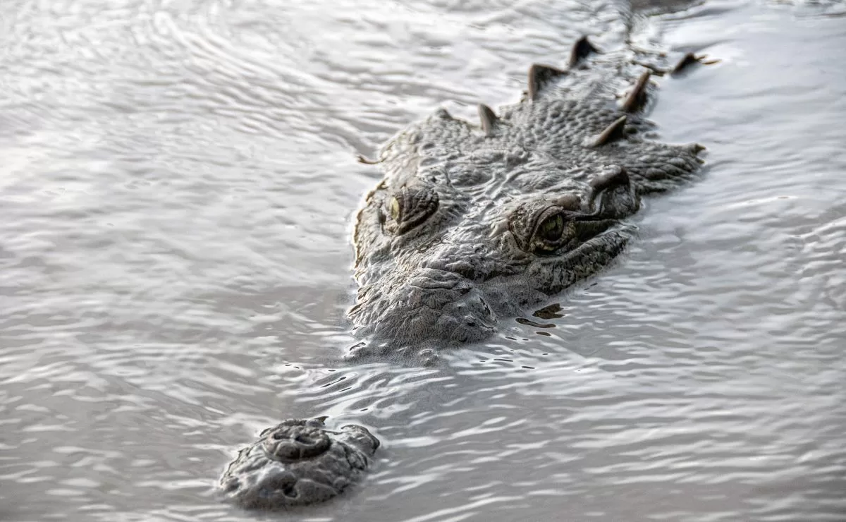 Strong images: A soccer player died after being attacked by a crocodile in Costa Rica
