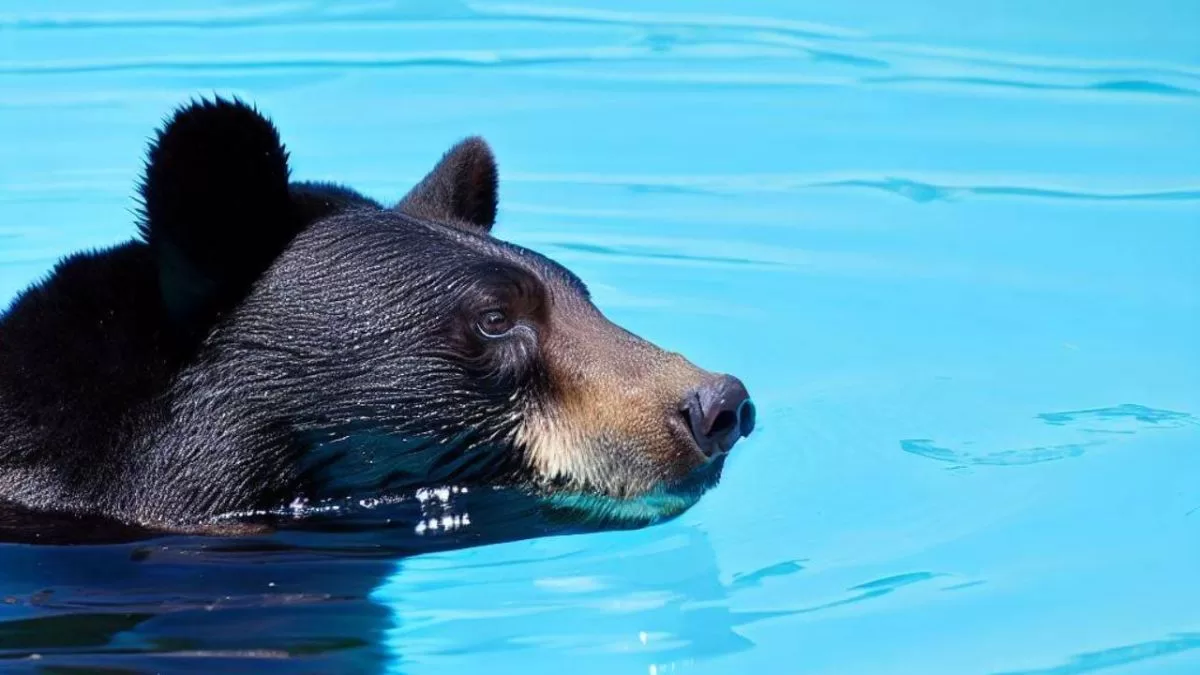 Video: Massachusetts family is surprised by a bear swimming in their pool
