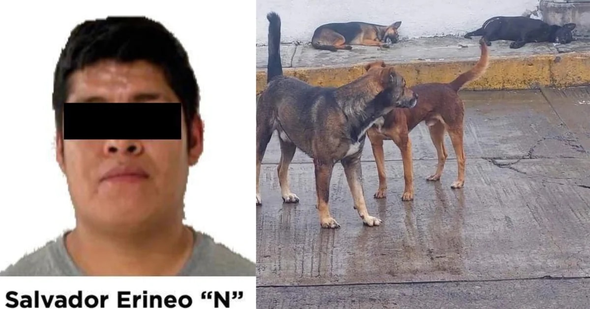 They arrest a subject who killed street dogs with poisoned chickens in Edomex
