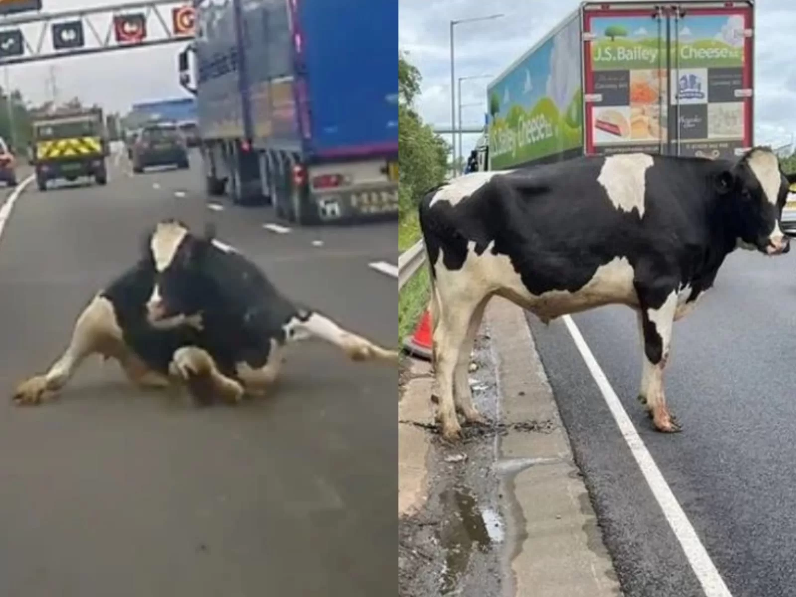 The moment when a cow falls from a truck in the middle of the avenue in the United Kingdom
