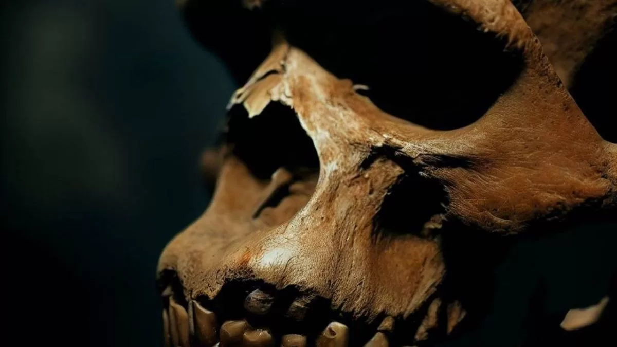 Skull found in China would be of unknown human lineage
