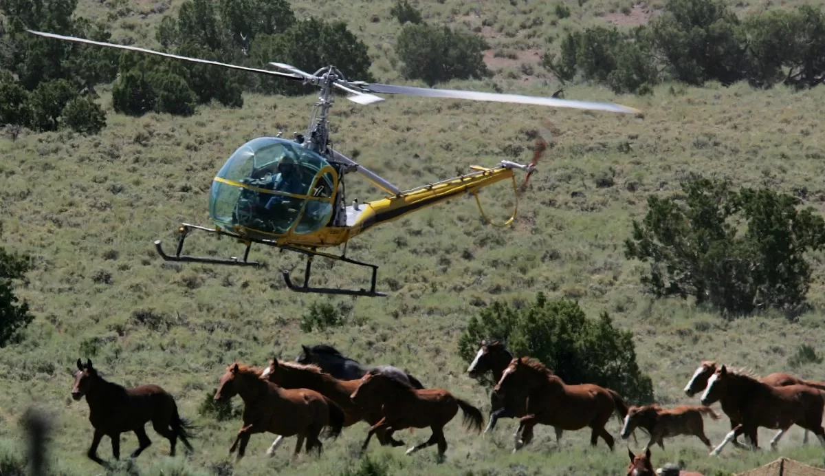 Judge allows government to continue roundup of wild horses in Nevada despite 31 animals killed
