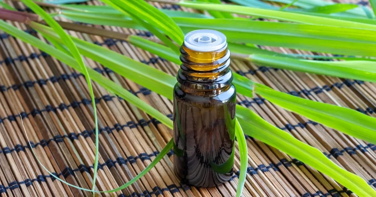 What is citronella and how to use it to keep insects away from your home
