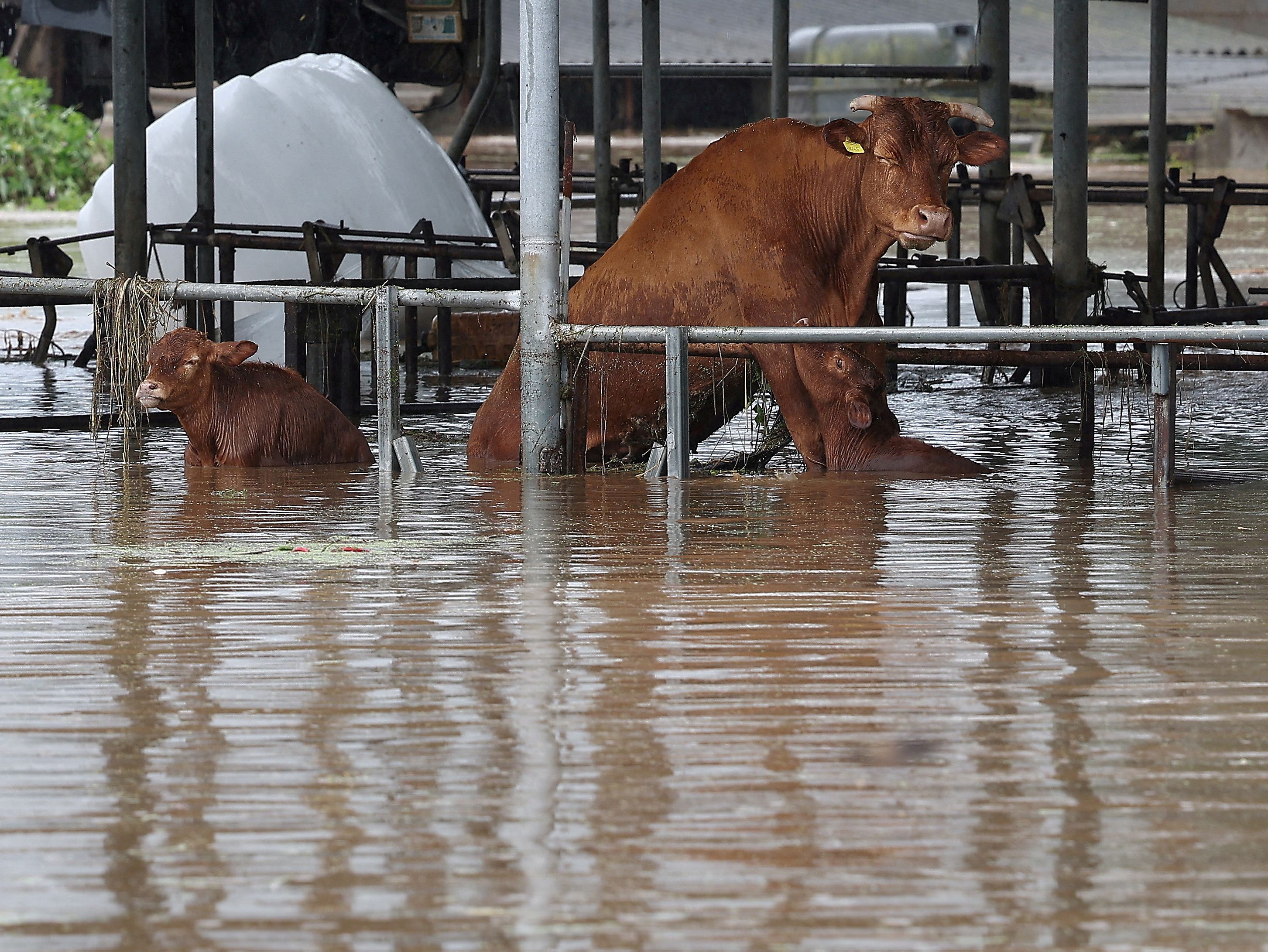Cows in a cowshed partially flooded by Typhoon Khanun in Daegu, South Korea, August 10, 2023. Yonhap via REUTERS/File