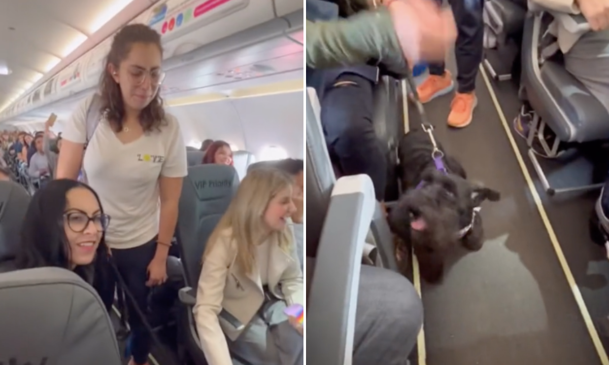 Video: woman and her emotional support dog were brought down from the flight for not wearing a muzzle
