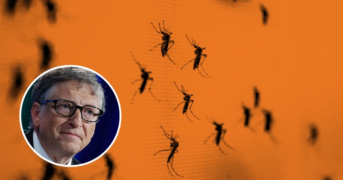 How the mosquitoes sponsored by Bill Gates arrived in Colombia with which he seeks to replace the native population of these insects

