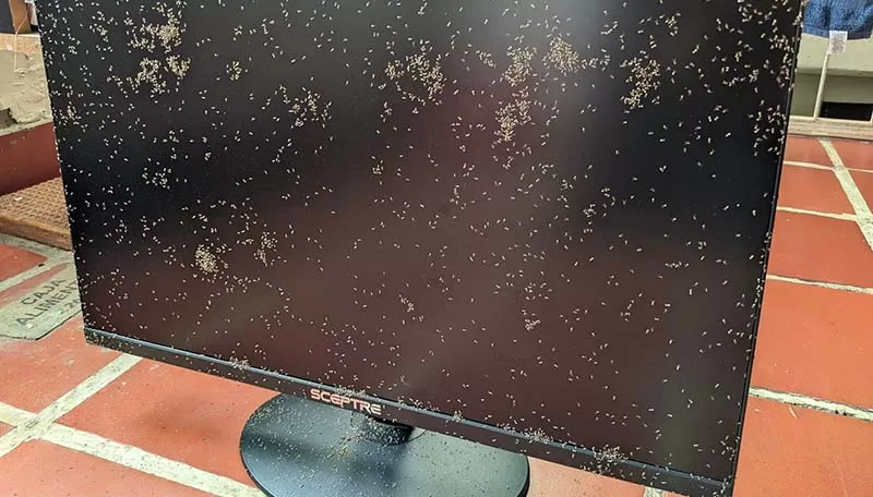  Unusual!  Hundreds of ants invaded the monitor of a user, who desperately asked for help
