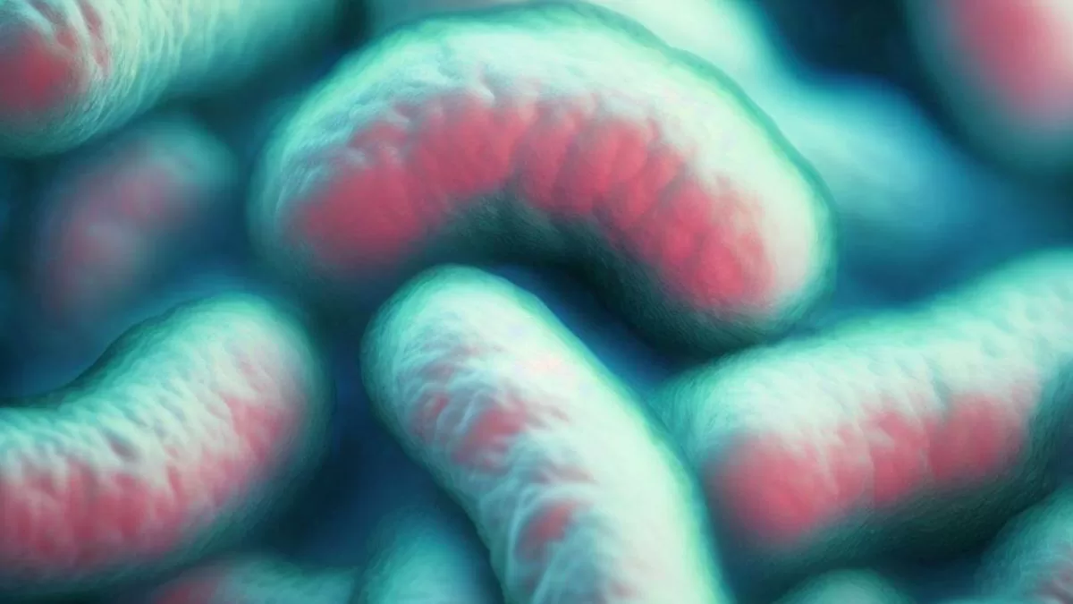 Vibrio vulnificus: The rare bacterial infection that has killed 3 in the New York area
