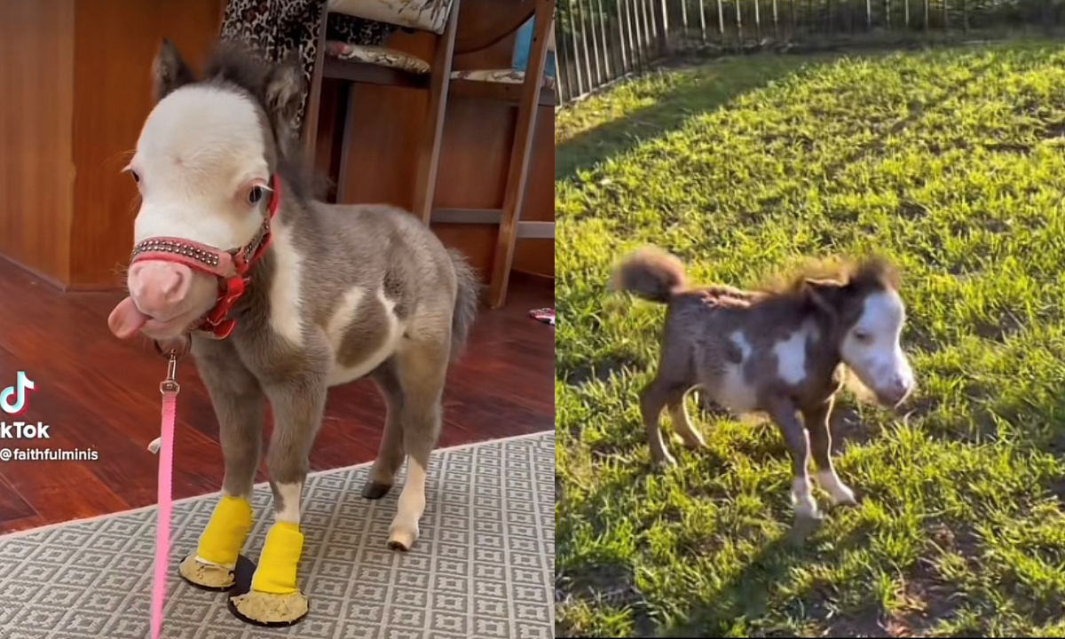 This was the life of 'Peabody' the mini horse that was the size of a bulldog
