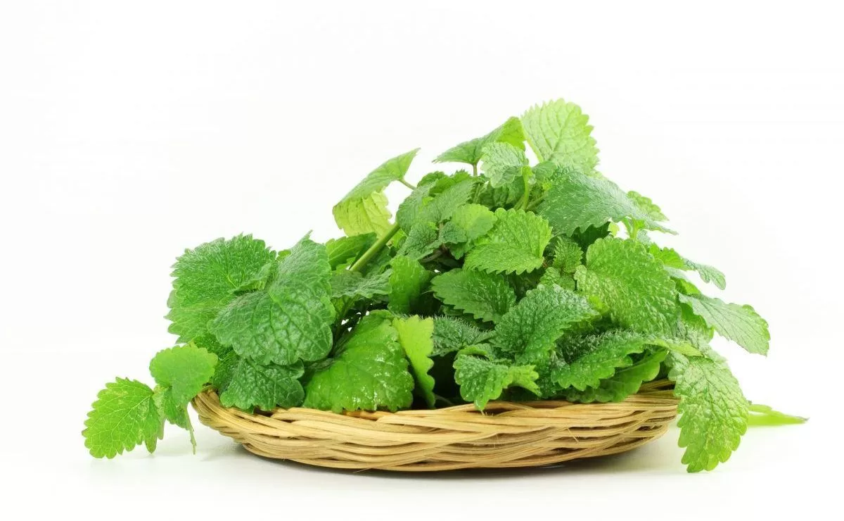 Lemon balm tea, helps to relax and relieve stress
