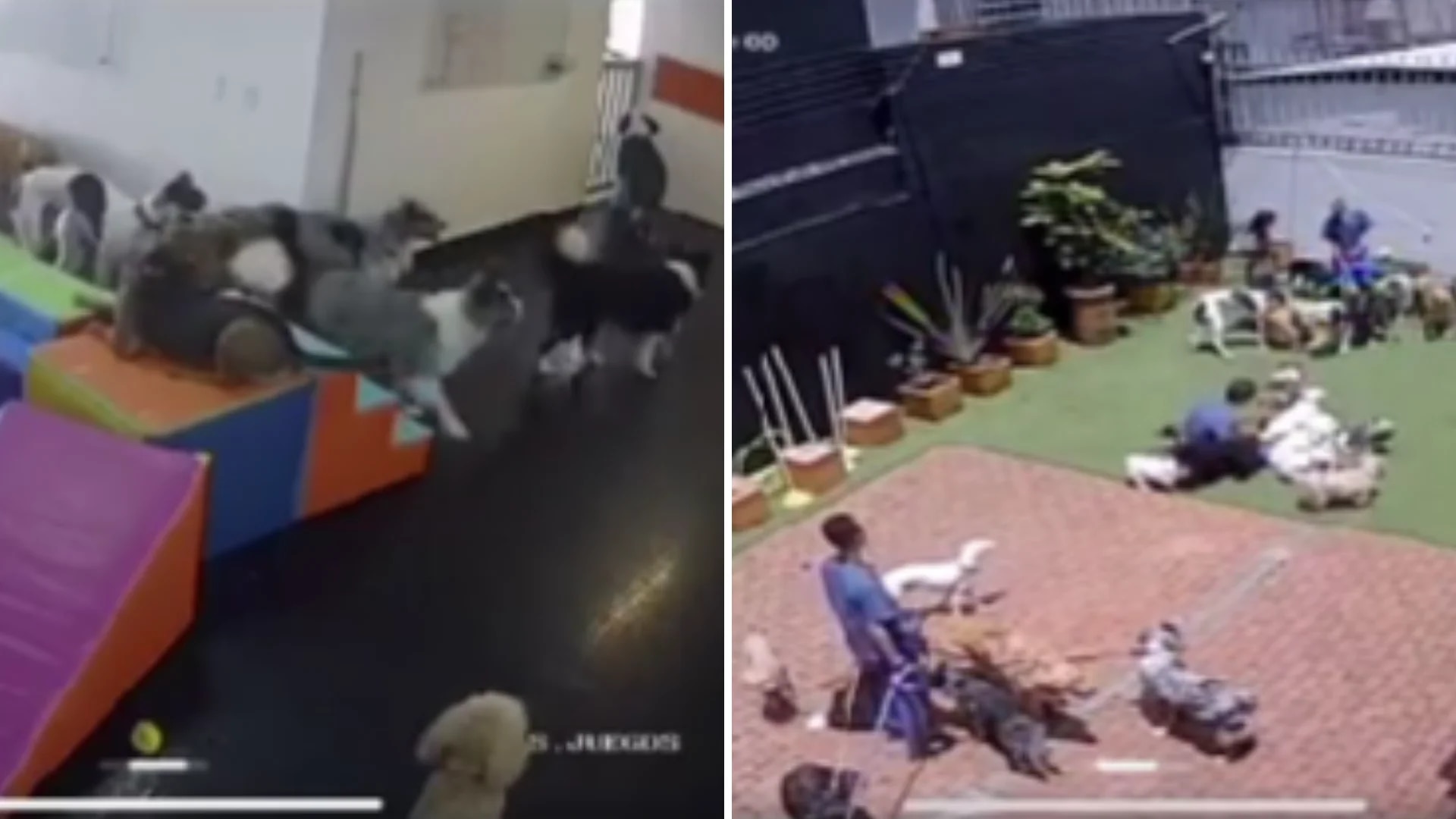 Dog daycare recorded the reaction of puppies to the earthquake on August 17 in Bogotá.  Photo: screenshot @takyba.guarderia/Twitter