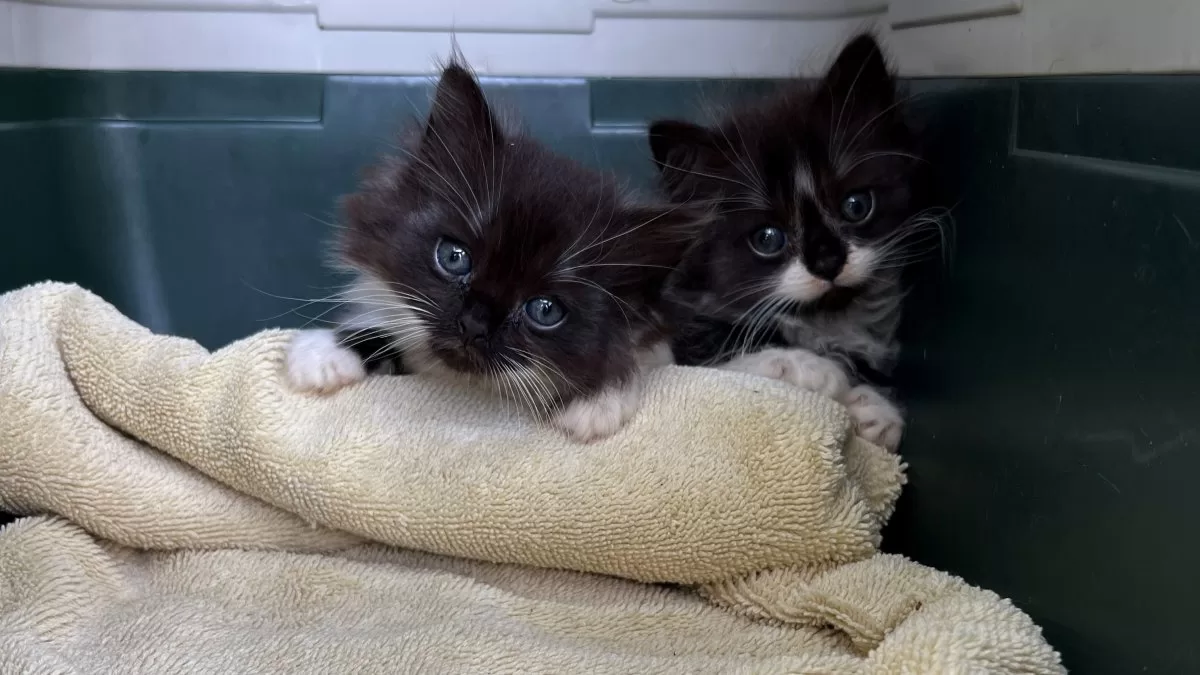 30 cats and kittens arrive at MSPCA centers looking for homes
