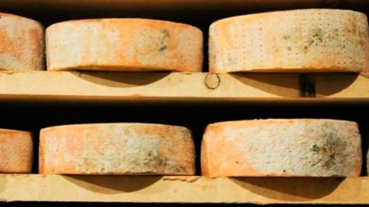 An Italian businessman dies after being crushed by 25,000 Grana Padano cheeses
