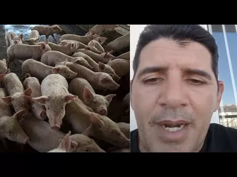 Cuban veterinarian recently arrived in the US makes strong revelations about the reduction of pigs in Cuba
