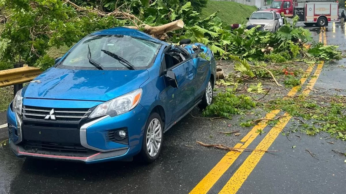 Driver is injured after tree fall in Yabucoa
