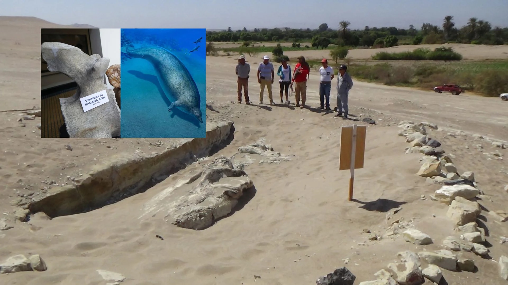 The Ica desert has been the prey of invaders who do not mind affecting the archaeological zone of the Peruvian Colossal Whale.  (Photo composition: Andean Agency).