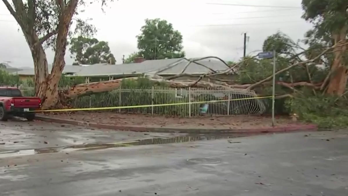 Eucalyptus tree falls and crushes several cars in a Sun Valley neighborhood
