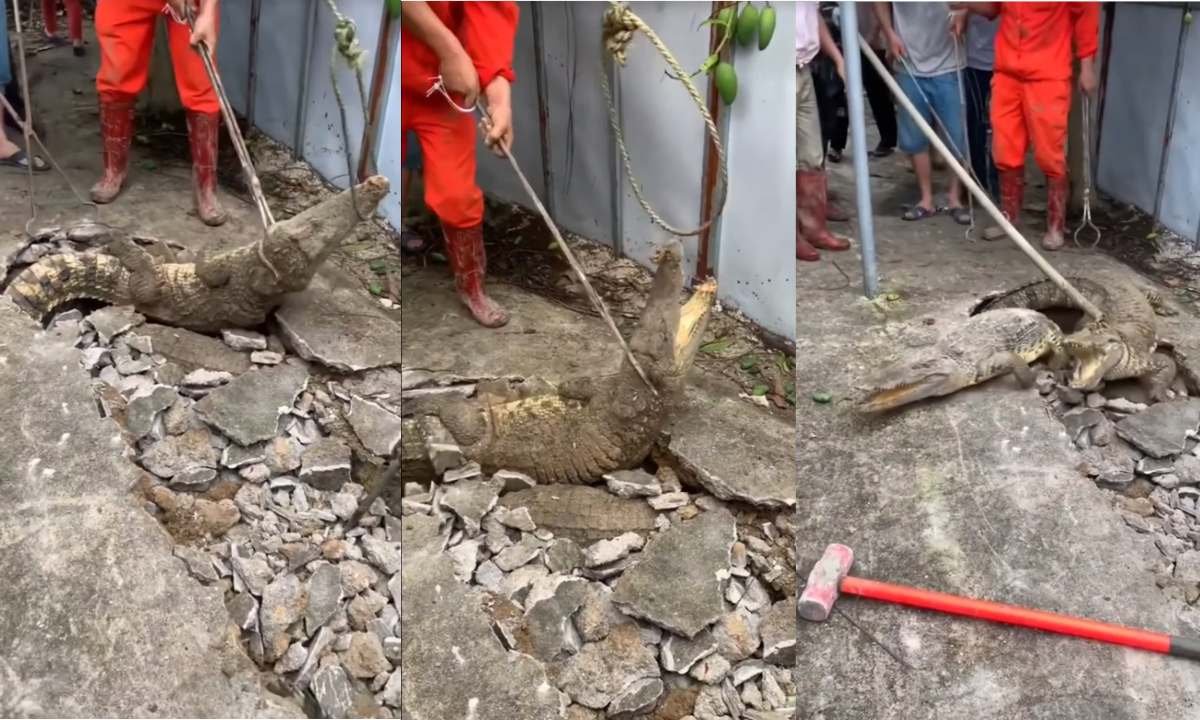 In shocking video: three crocodiles were hiding under a sidewalk
