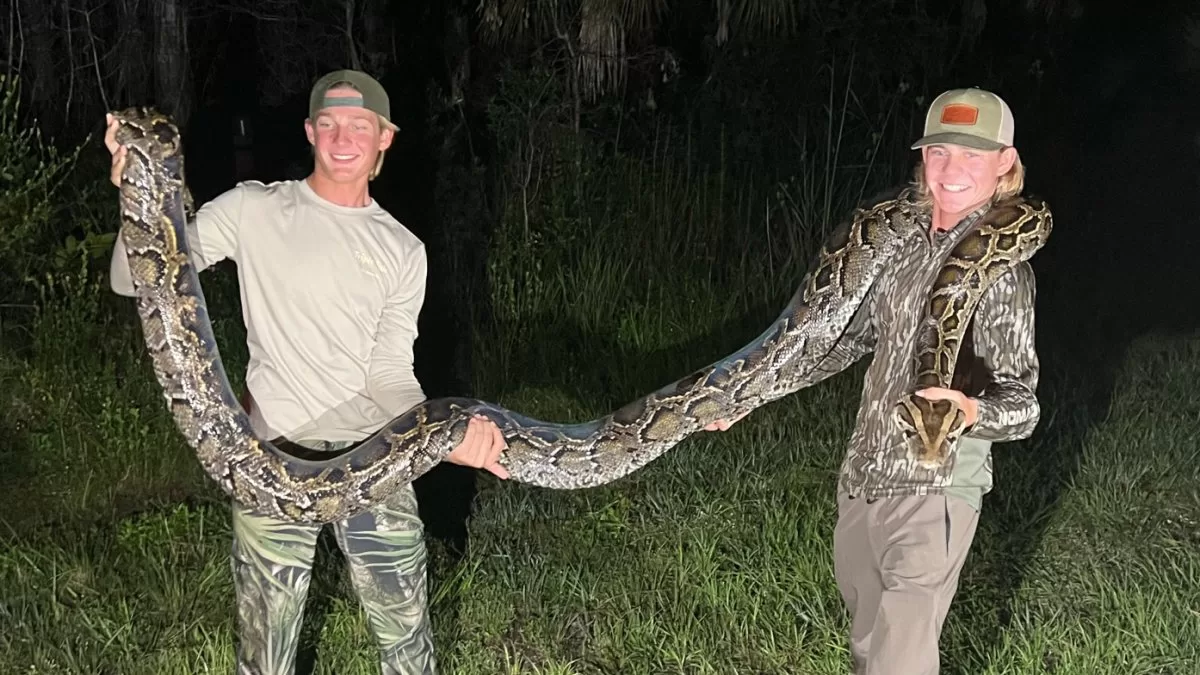 "It's huge": two brothers capture a python in Florida

