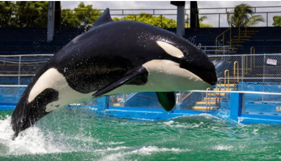 Lolita, a beloved Miami orca, dies
