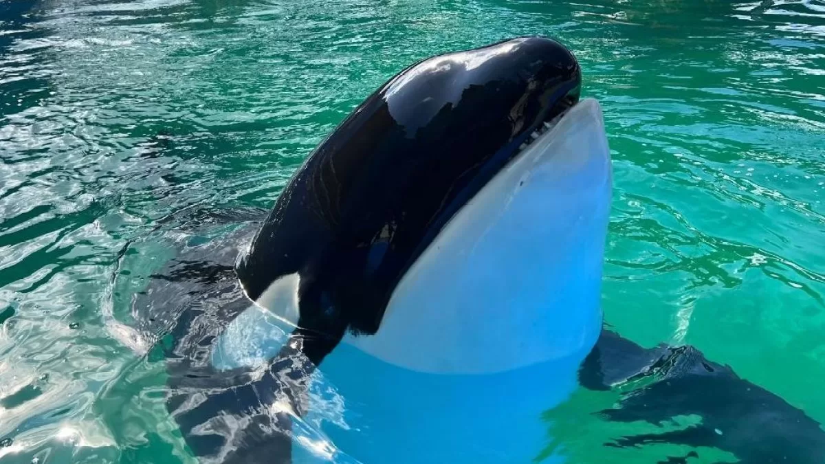 Lolita, the orca at the Miami-Dade Aquarium, dies
