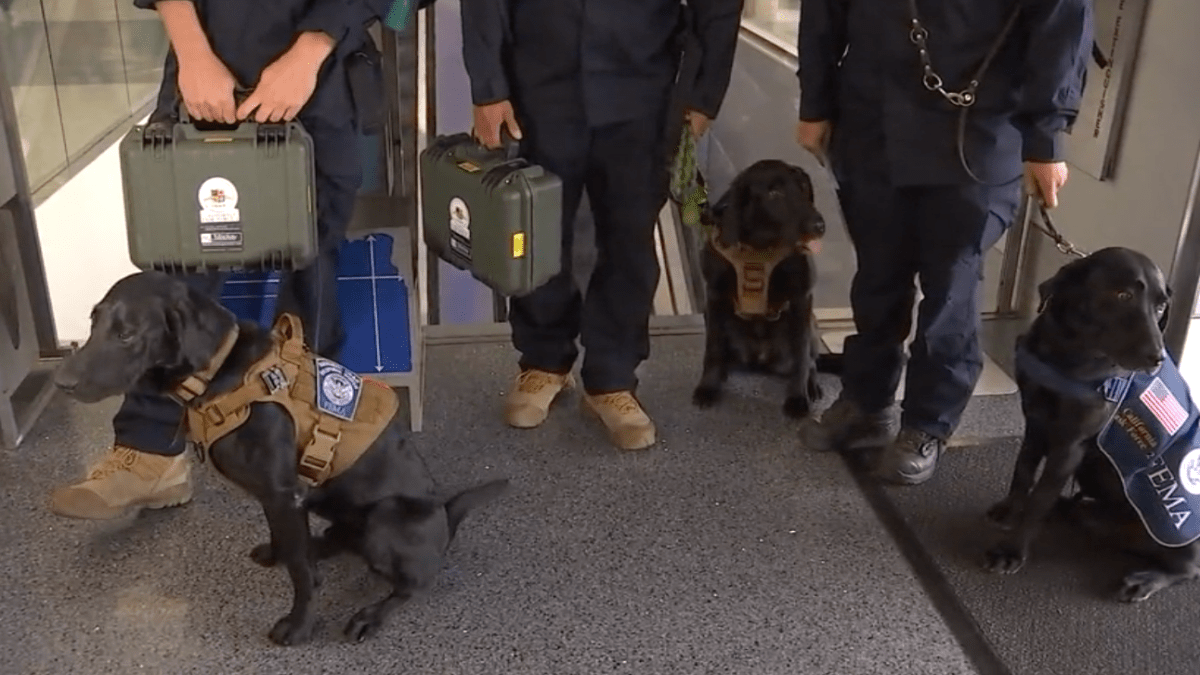 Los Angeles rescue dogs help search for victims in Hawaii
