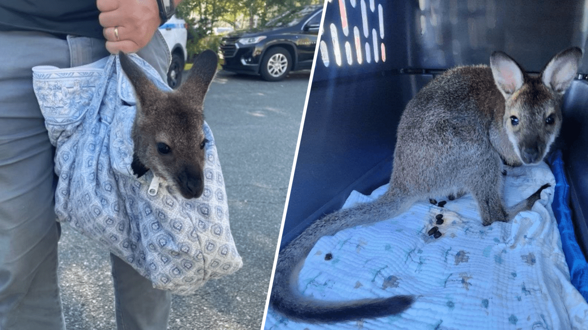 Mammal of the kangaroo family found in Coney Island
