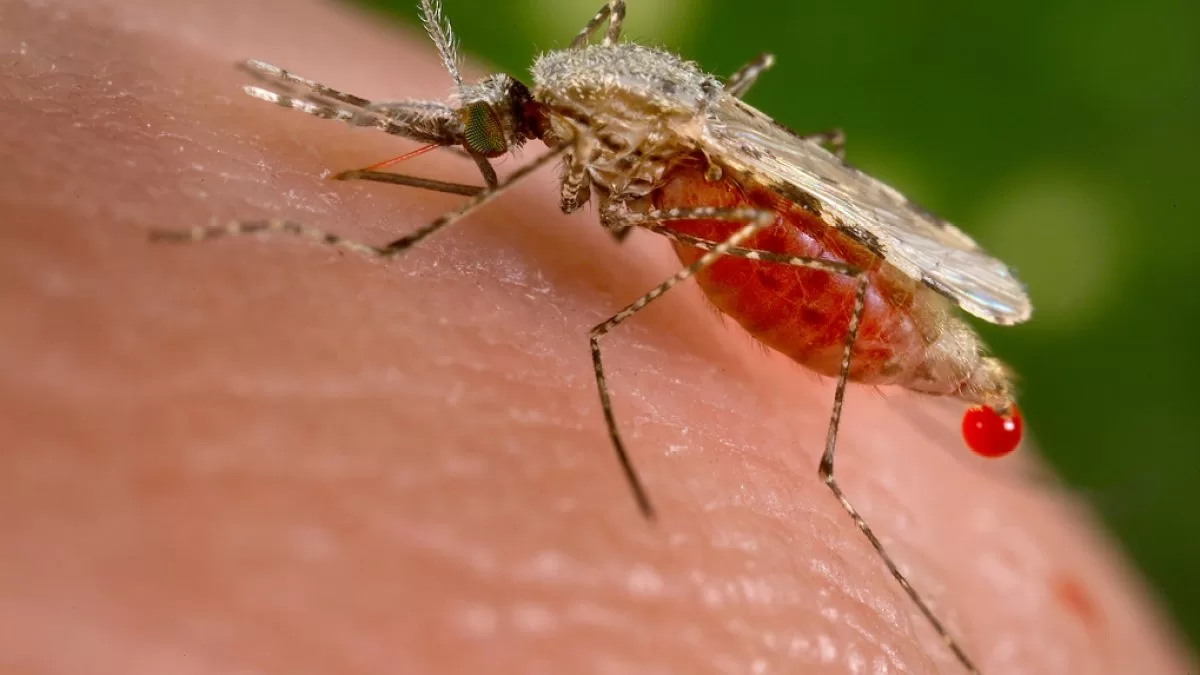 Maryland reports first case of malaria in 40 years, health officials say
