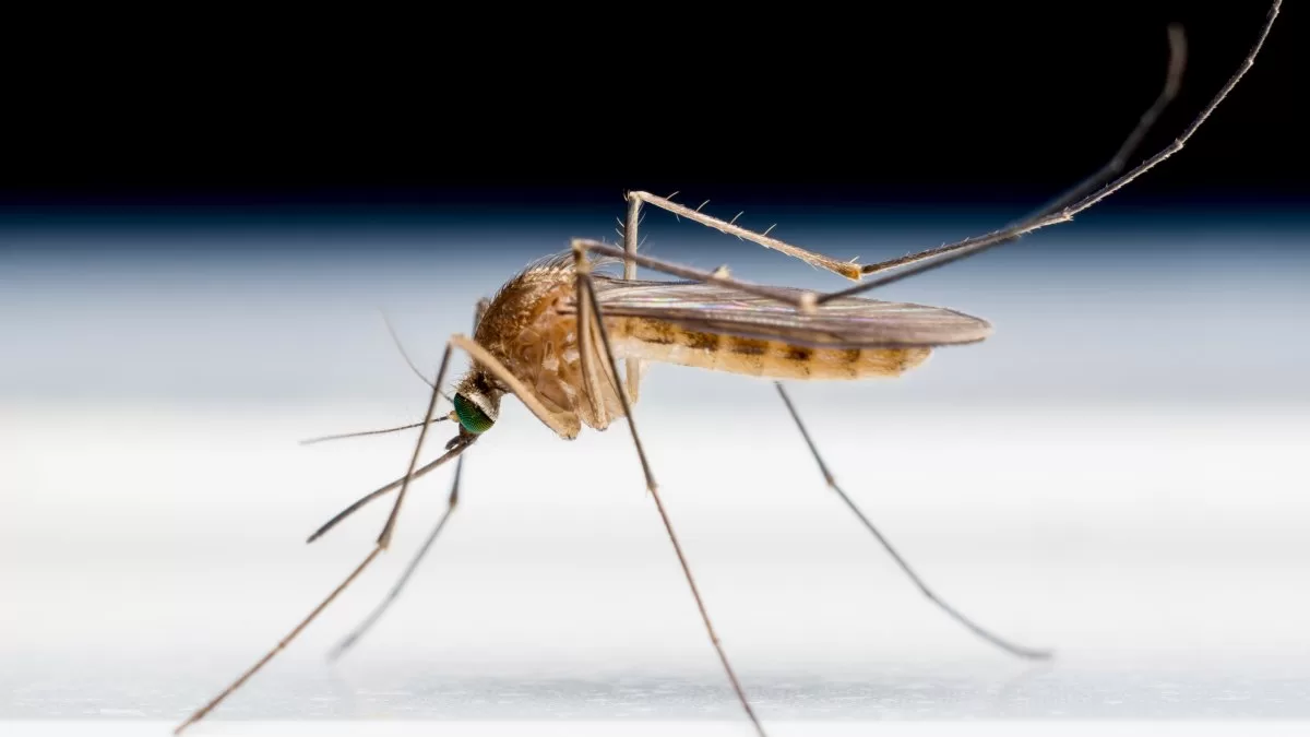 Maryland reports its first case of locally acquired malaria in 40 years
