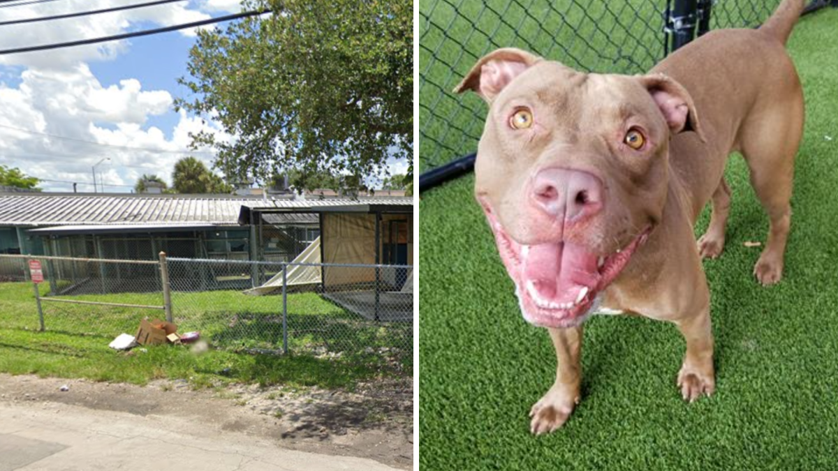  Medley Pet Shelter closed 7 years ago.  More than 100 dogs are there
