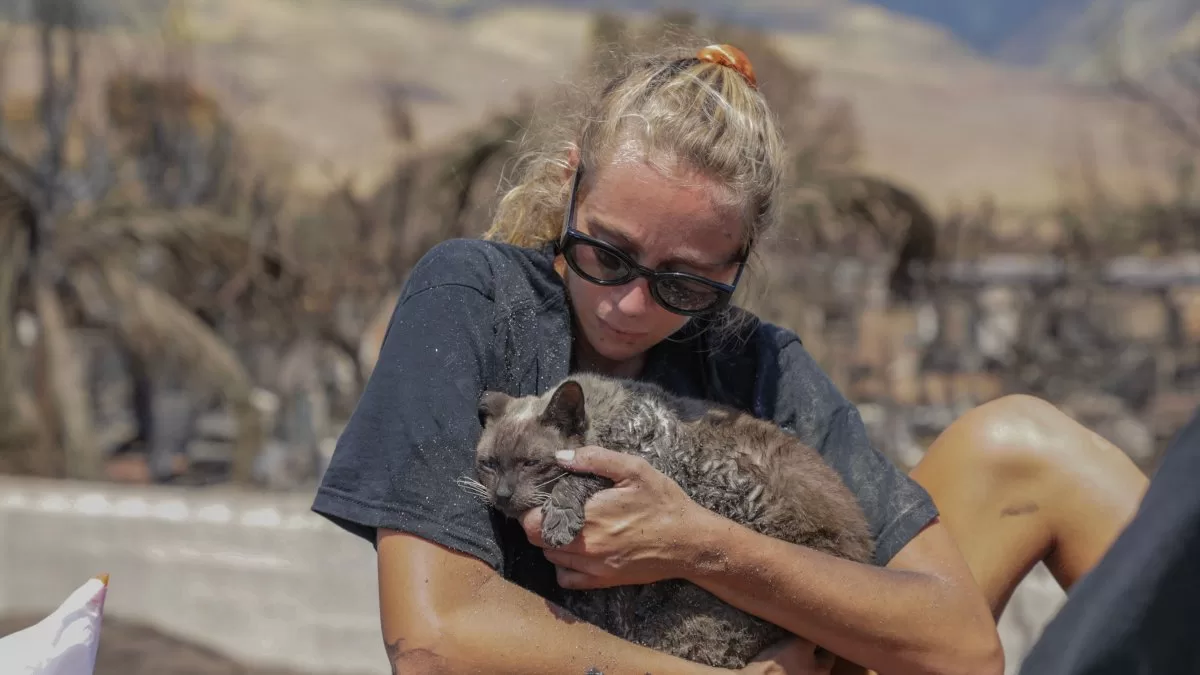 More than 3,000 pets are missing after the devastating fires in Hawaii
