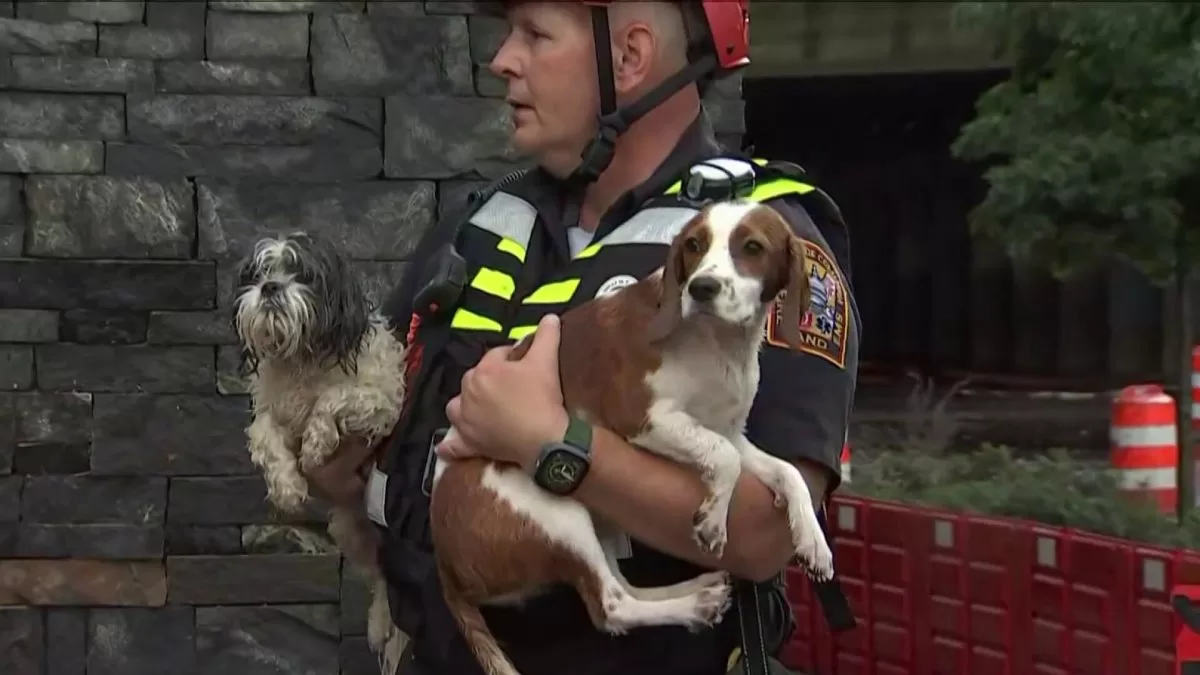 Multiple pets die after flooding at DC dog care center
