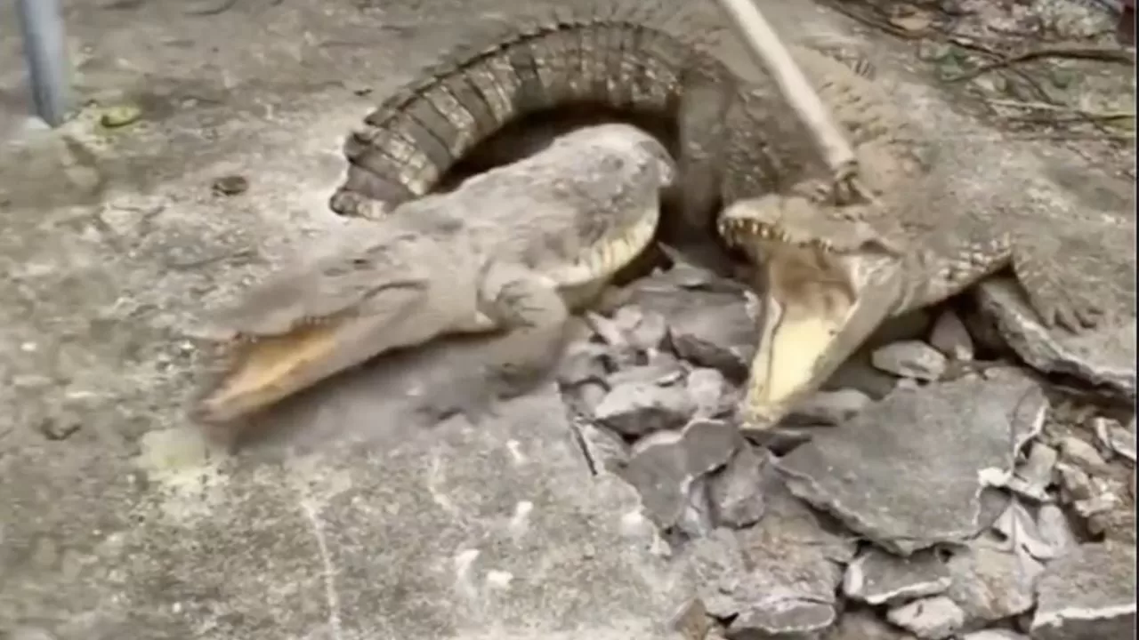 Neighbors hear noises, break the pavement... and find three crocodiles (Video)
