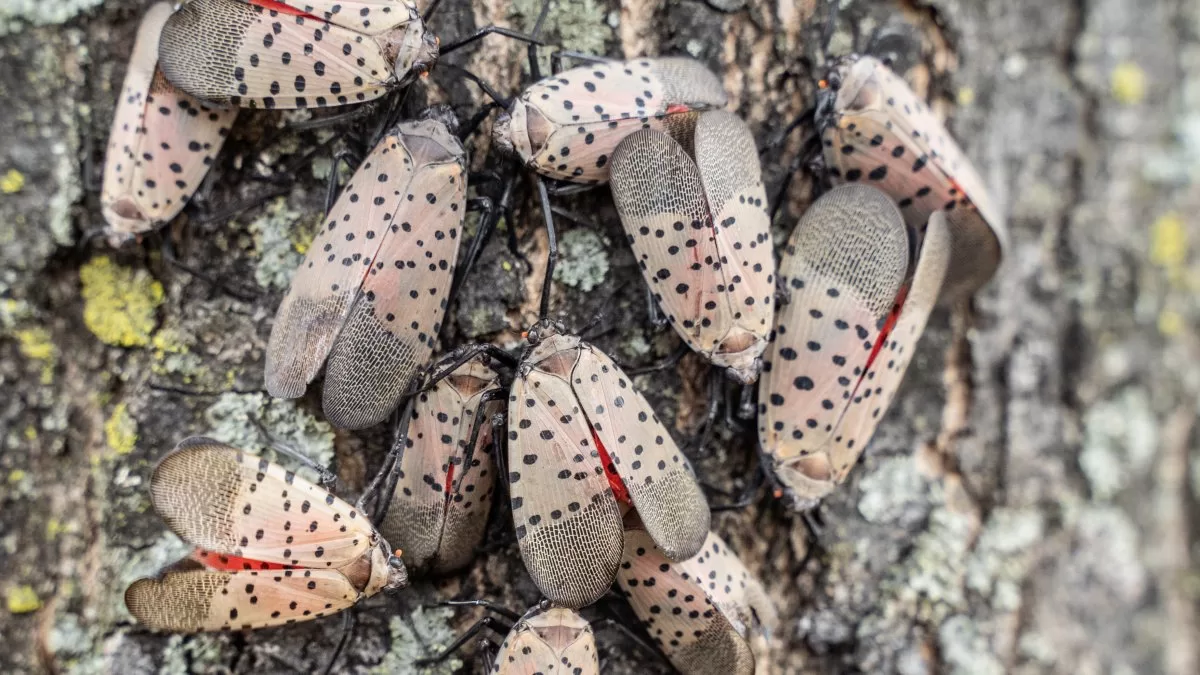 Officials Share Tips on Combating Spotted Lanternflies in NY
