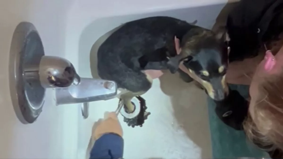 On video: Firefighters help free a dog trapped in the bathtub drain

