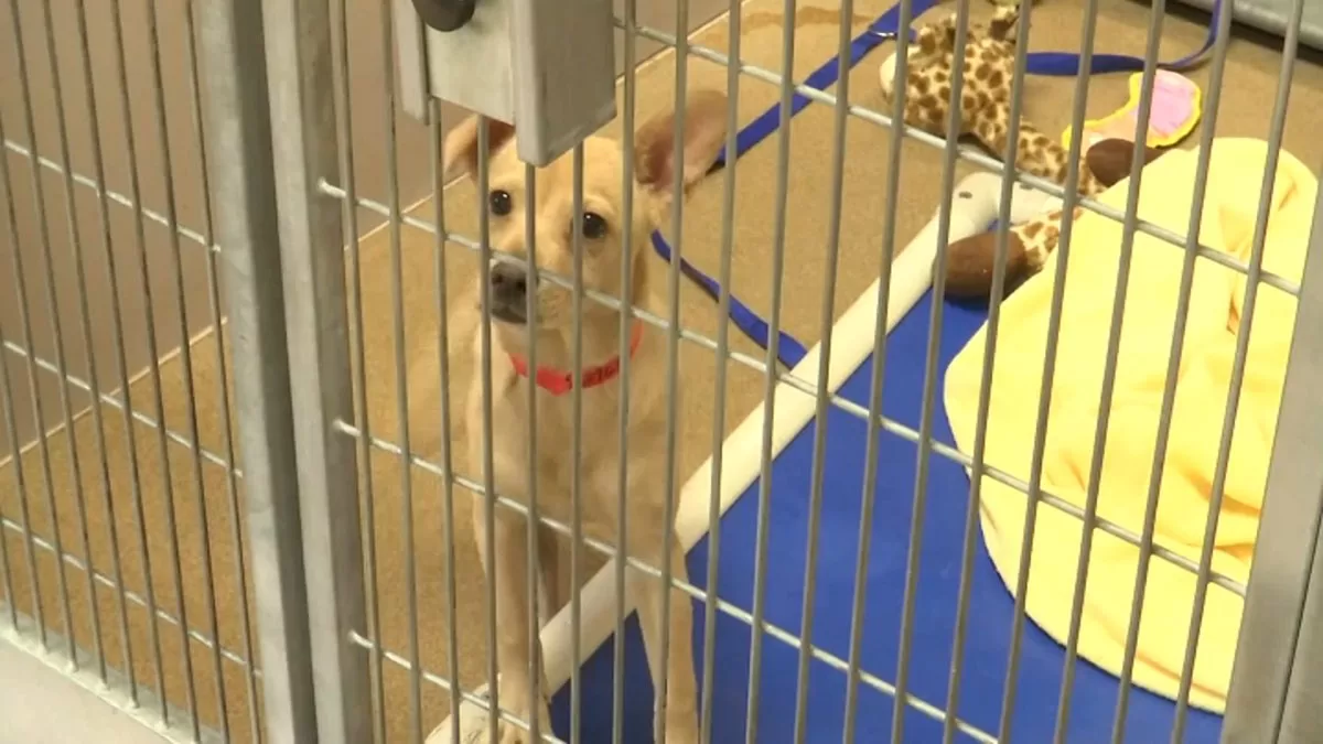 Palm Beach County offers dogs for adoption
