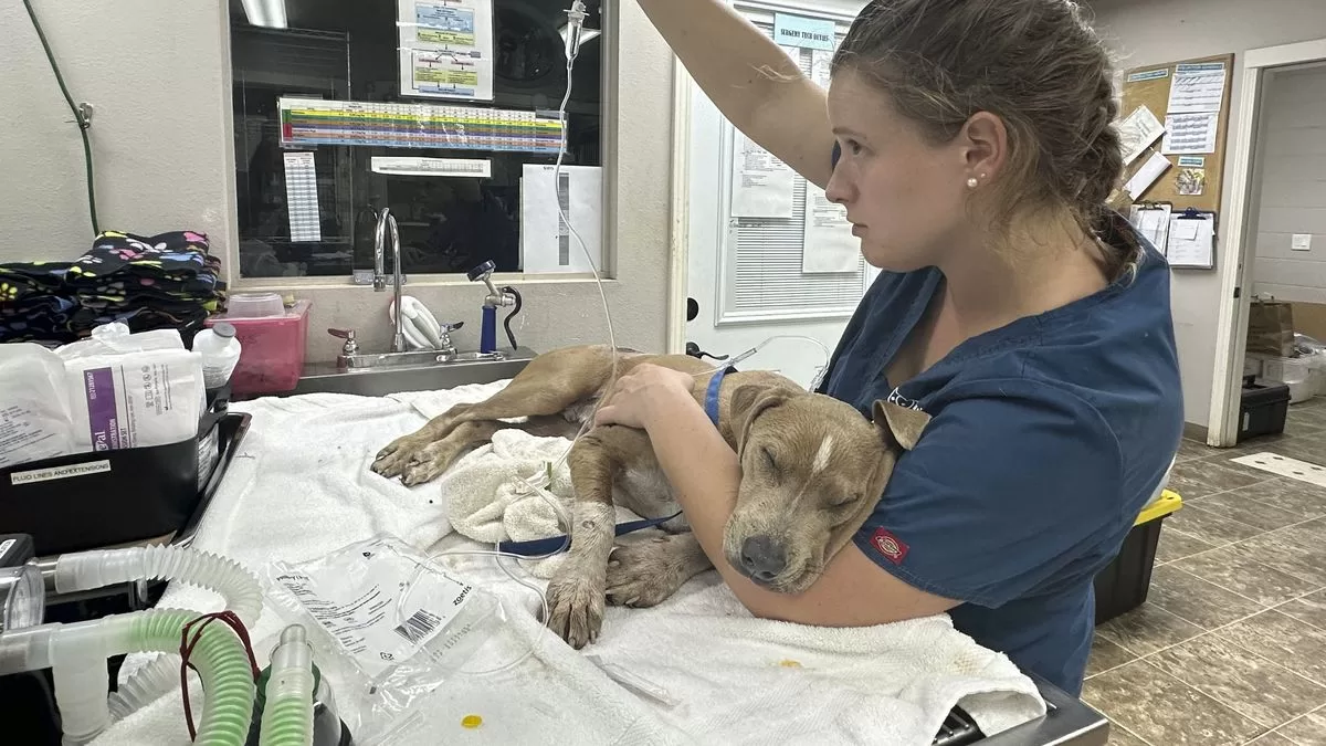  Pets also fled the fires on Maui;  some suffered injuries
