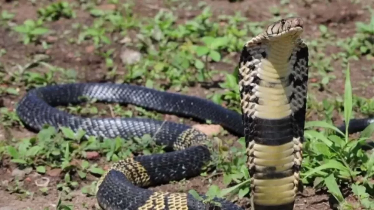 Poisonous punishment: he is sentenced after the disappearance of a pet cobra 2 years ago
