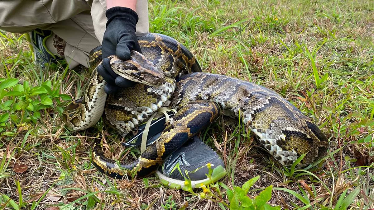 Python Catching Competition Kicks Off in Florida: Up to $10,000 for Top Hunter
