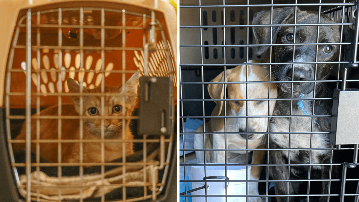 Rescue flight evacuates more than 100 pets from Hawaii after deadly wildfires
