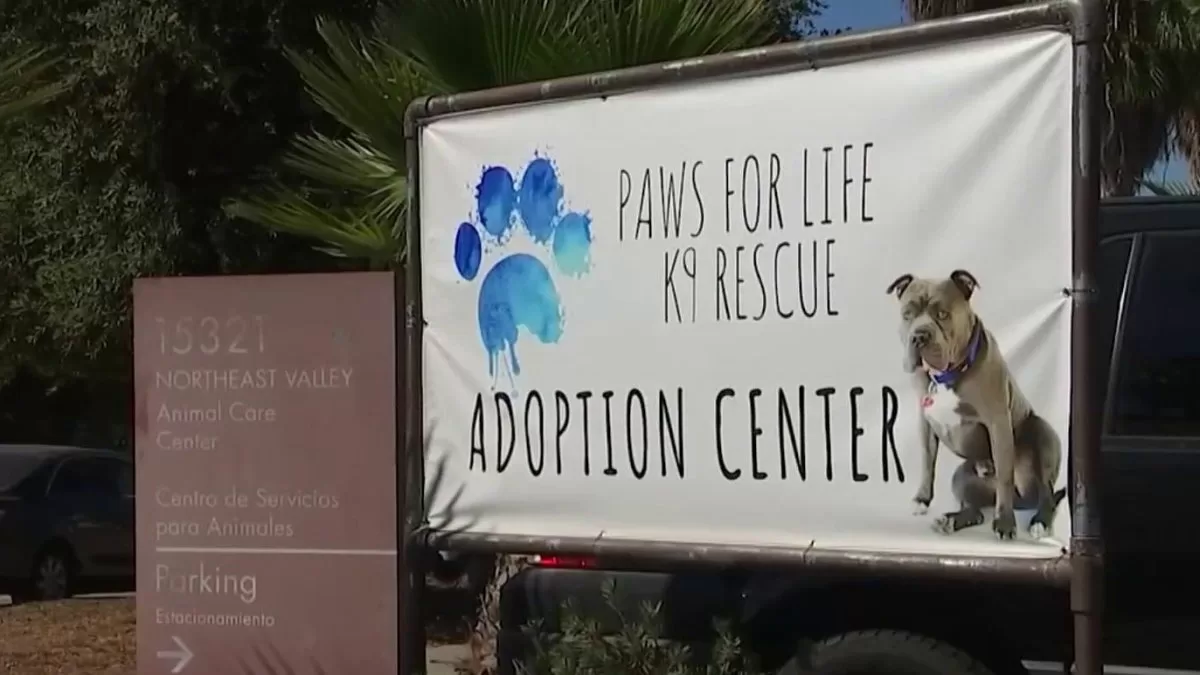 San Fernando Valley organization seeks permanent homes for canines

