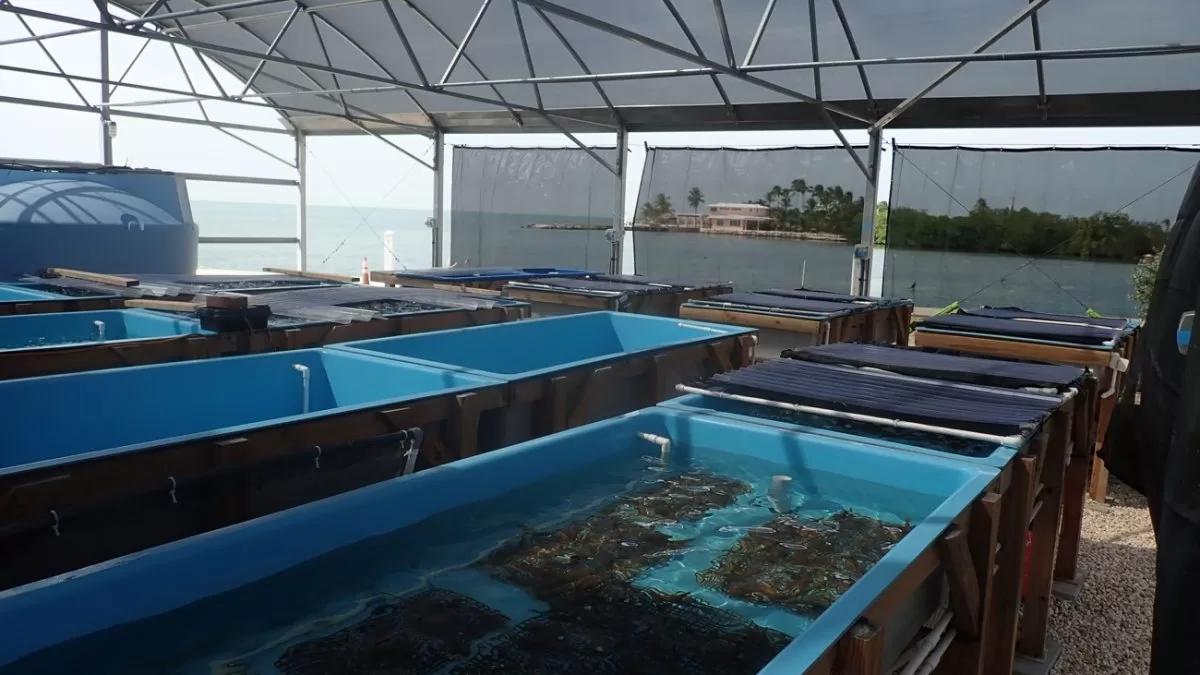 Saving Florida's corals from the heat: learn about the plan for a laboratory in the Keys
