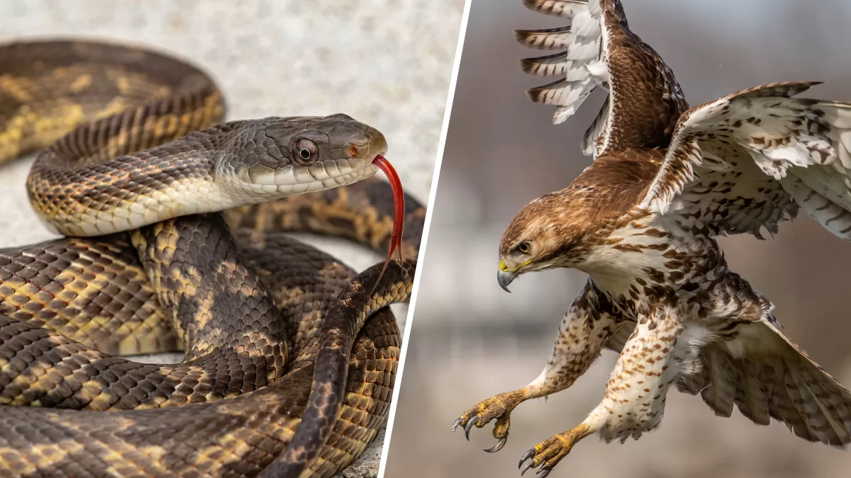 Snake falls on a woman who was mowing her lawn, then a hawk attacked them both
