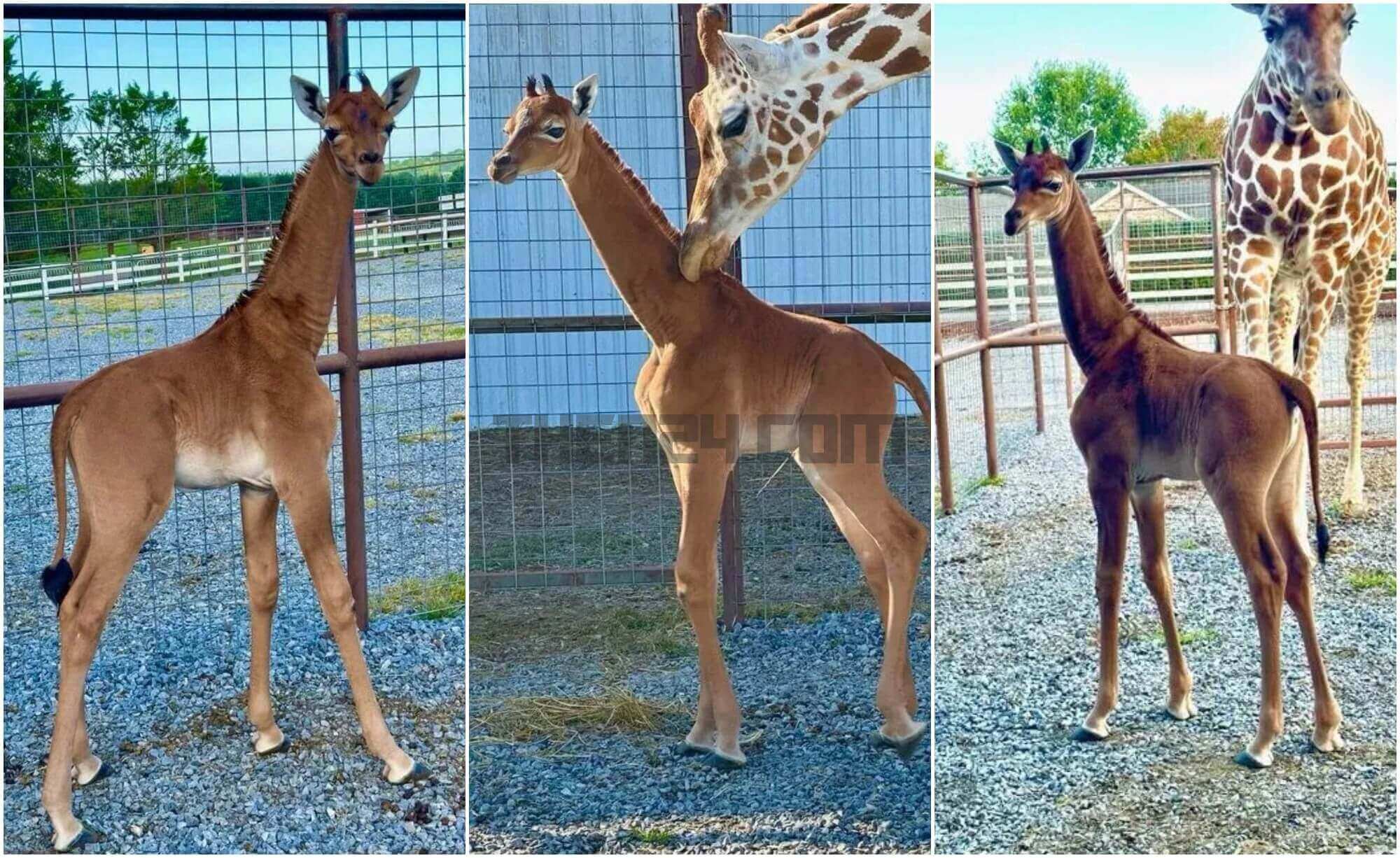 Read more about the article Miracle at Tennessee zoo, Spotless Giraffe born