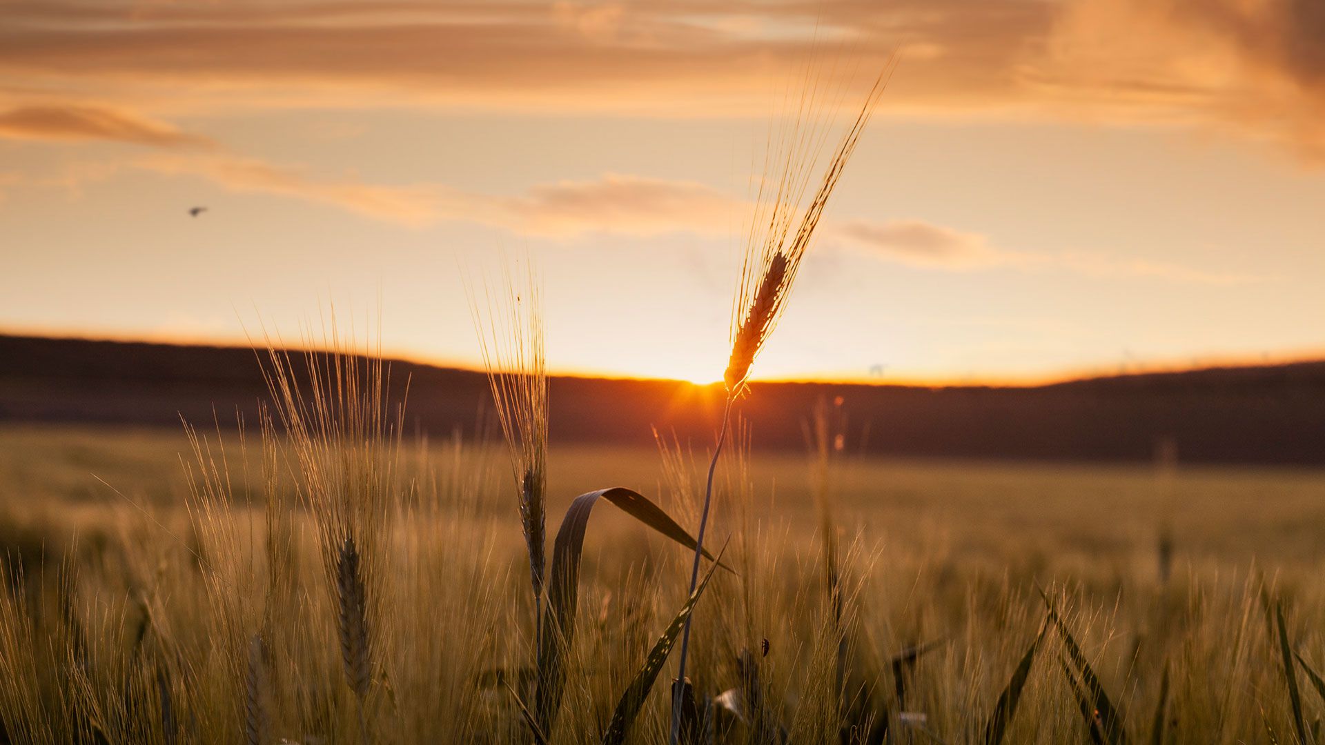 Backlit wheat in a field in the province of Jaen.  Andalusia.  Spain.  (getty)
