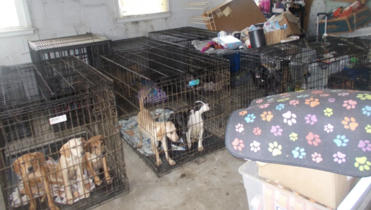 They discover dead dogs and several malnourished in the US rescue center.
